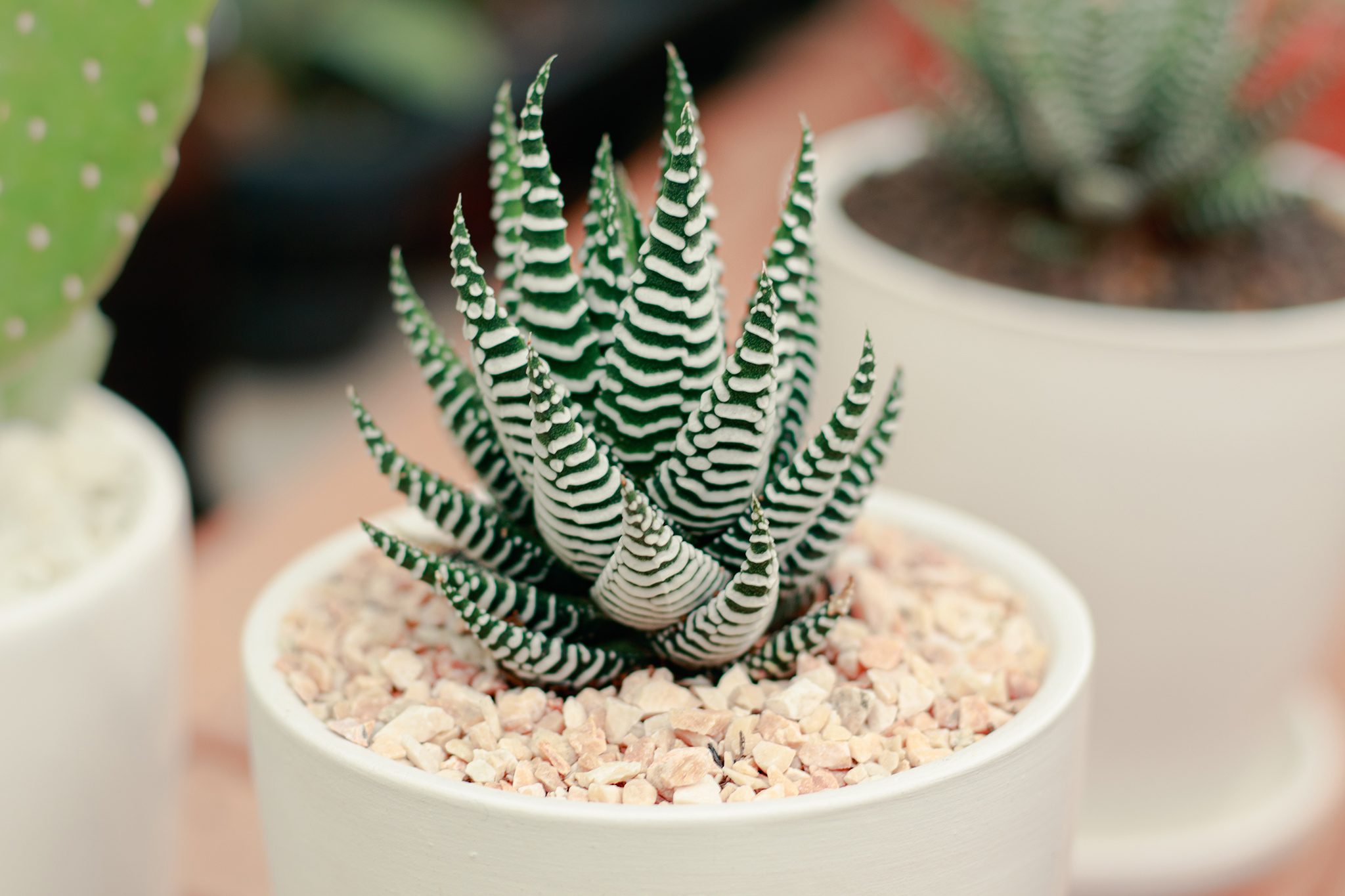 Haworthia Plant Care Tips