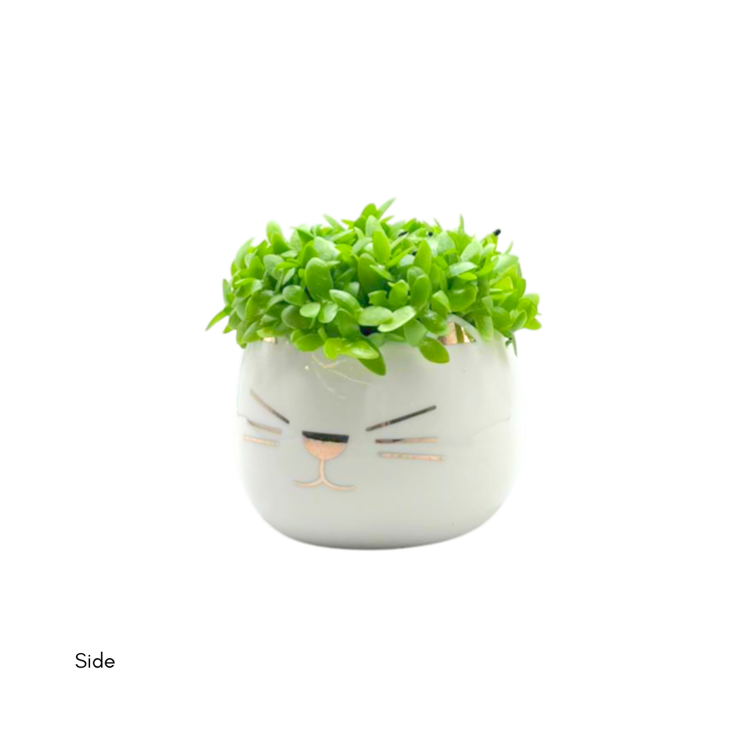 Dragon Fruit Seedlings White Cat - Image 4