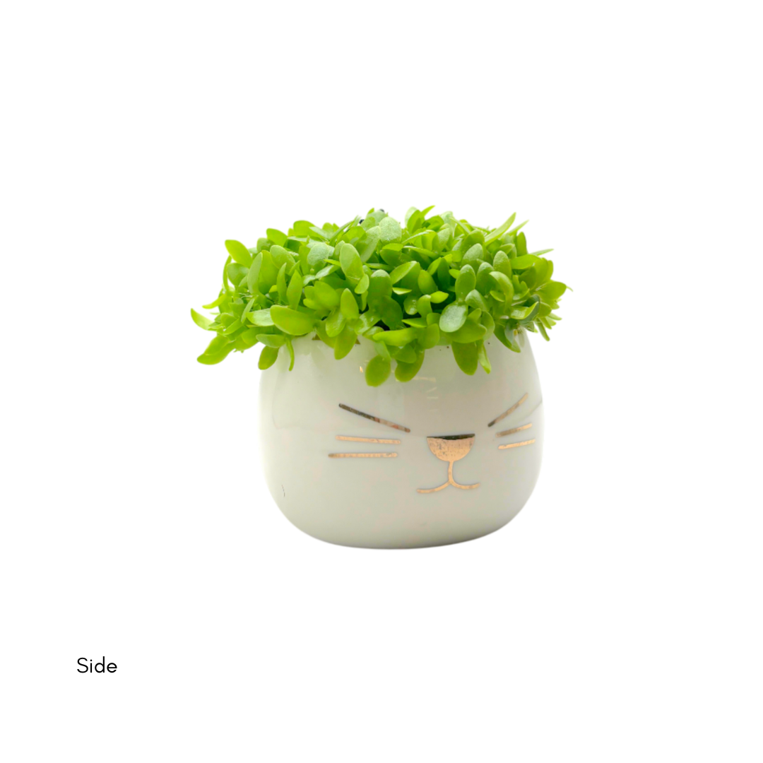 Dragon Fruit Seedlings White Cat - Image 3