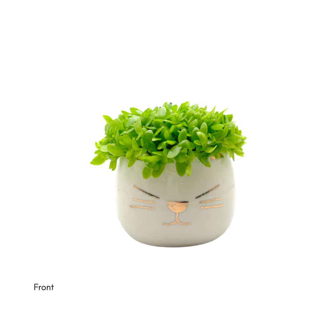 Dragon Fruit Seedlings White Cat - Image 2