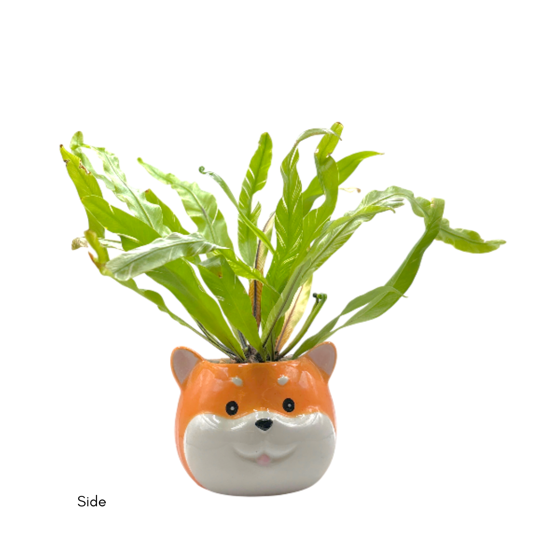 Fern Variegated Dog (M) - Image 4
