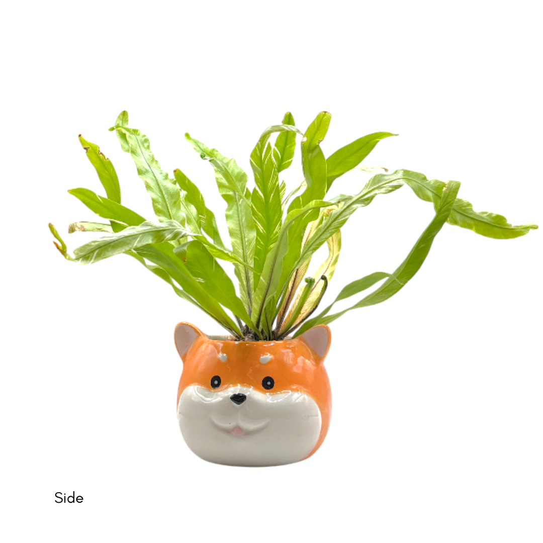 Fern Variegated Dog (M) - Image 3