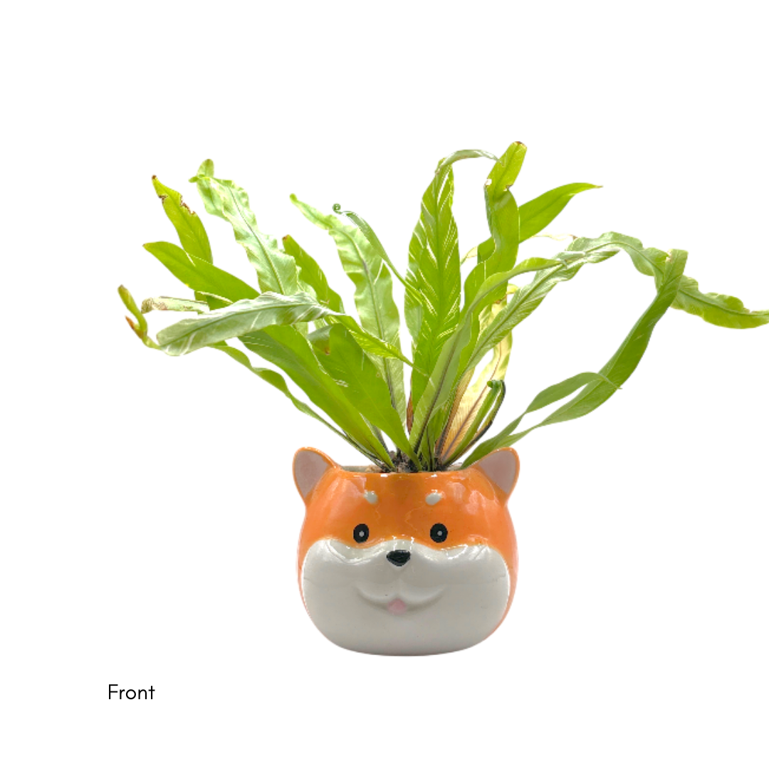 Fern Variegated Dog (M) - Image 2