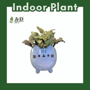 Fittonia Pusheen Cat