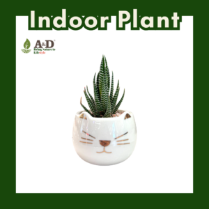 Harworthia Cat