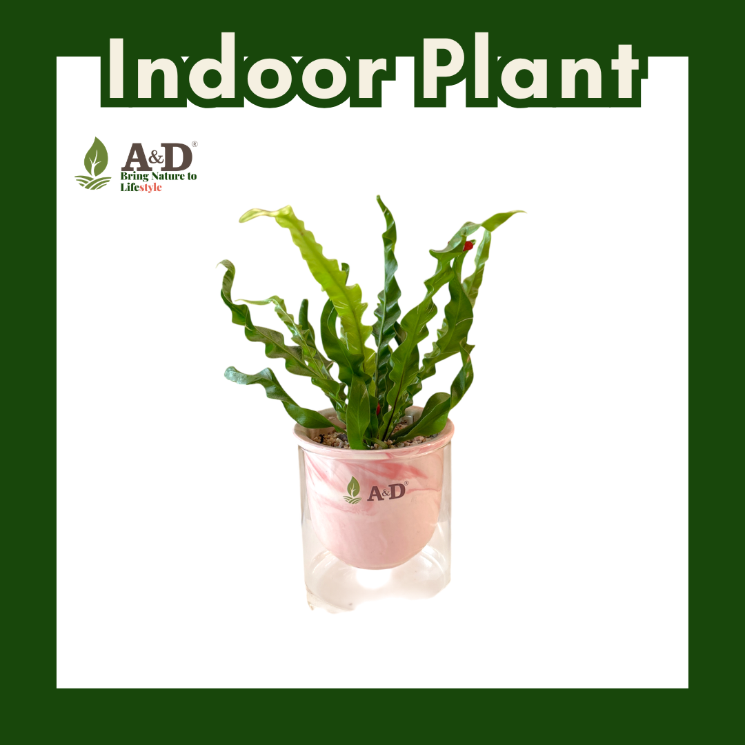 Fern Variegated  Marble Autopot