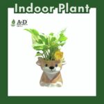 Money Plant (Njoy) Animal