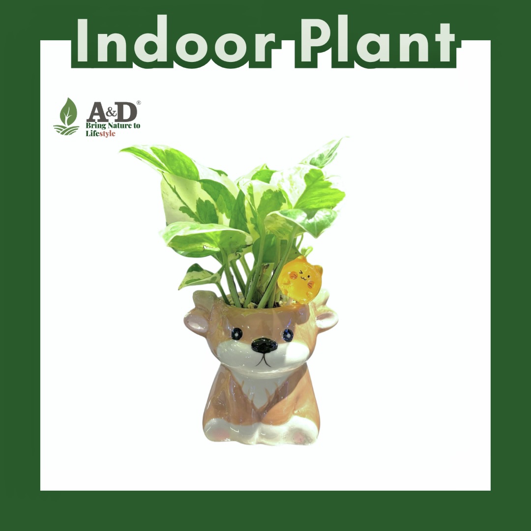 Money Plant (Njoy) Animal