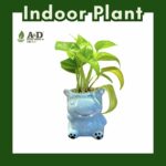 Money Plant Animal