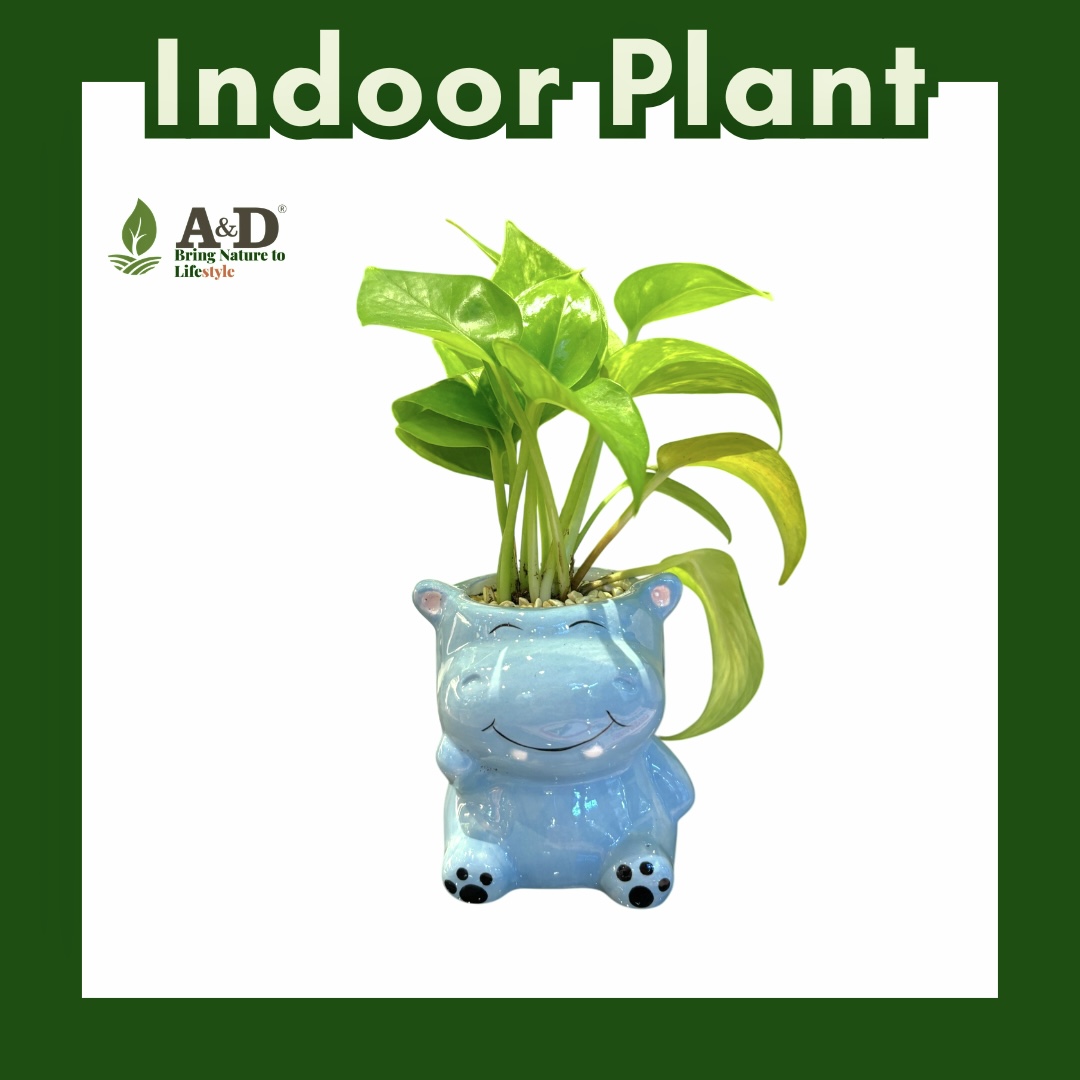 Money Plant Animal