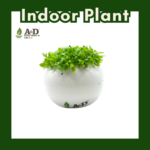 Dragon Fruit Seedlings White Round (M)