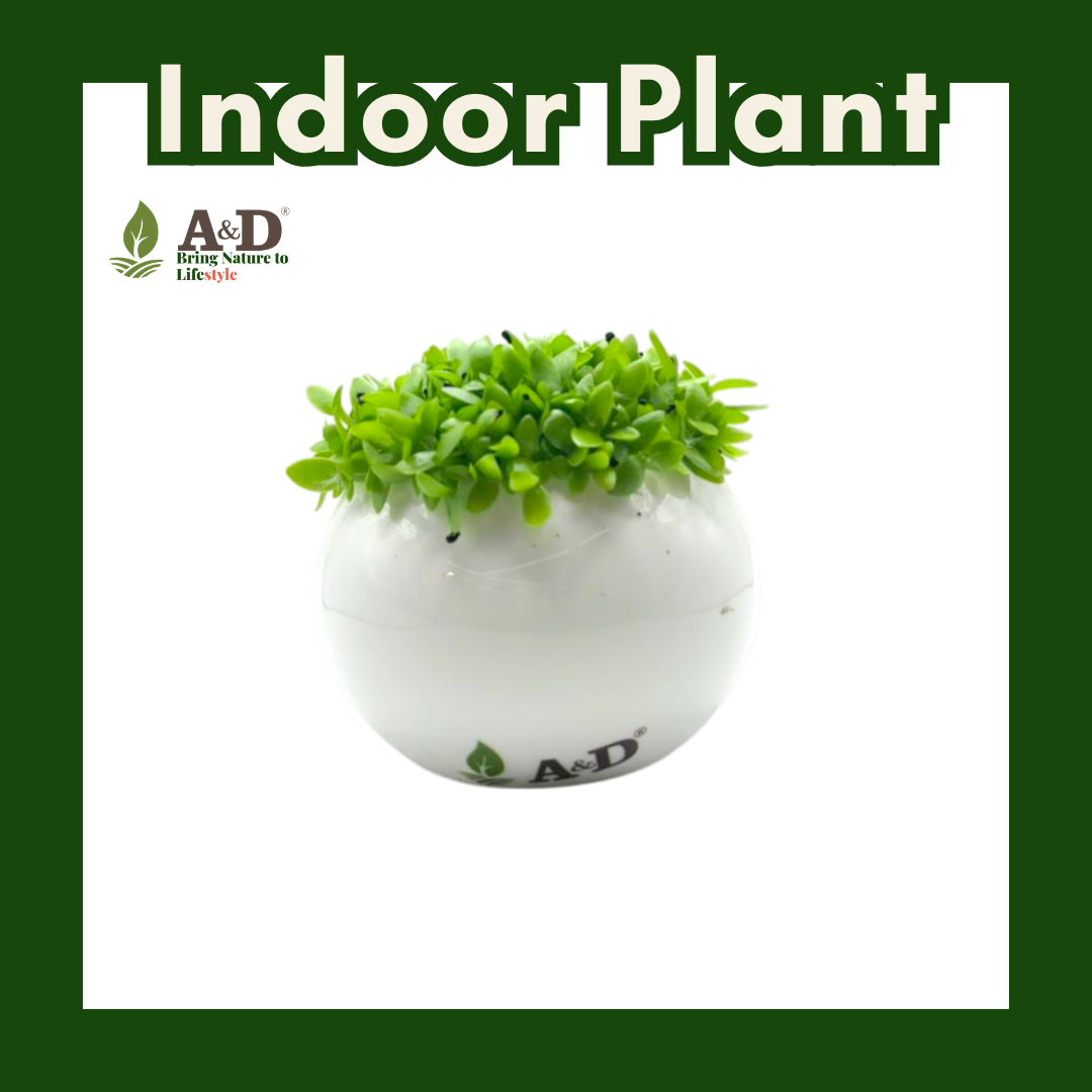 Dragon Fruit Seedlings White Round (M)