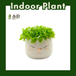 Dragon Fruit Seedlings White Cat