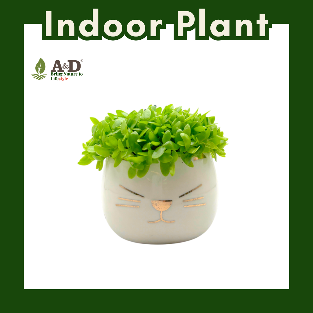 Dragon Fruit Seedlings White Cat