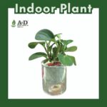 Marble Autopot-Peperomia