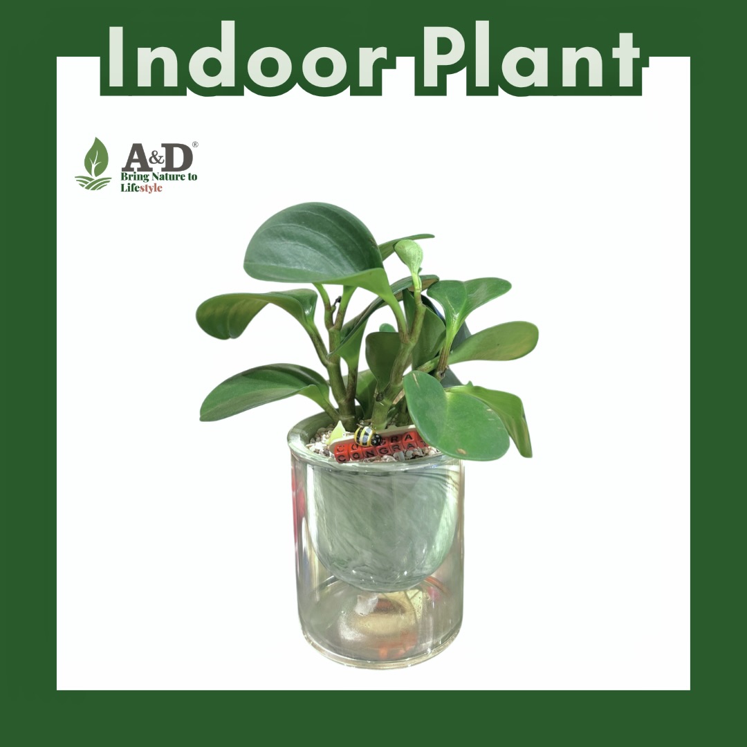 Marble Autopot-Peperomia