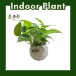 Money Plant Crystal Marble