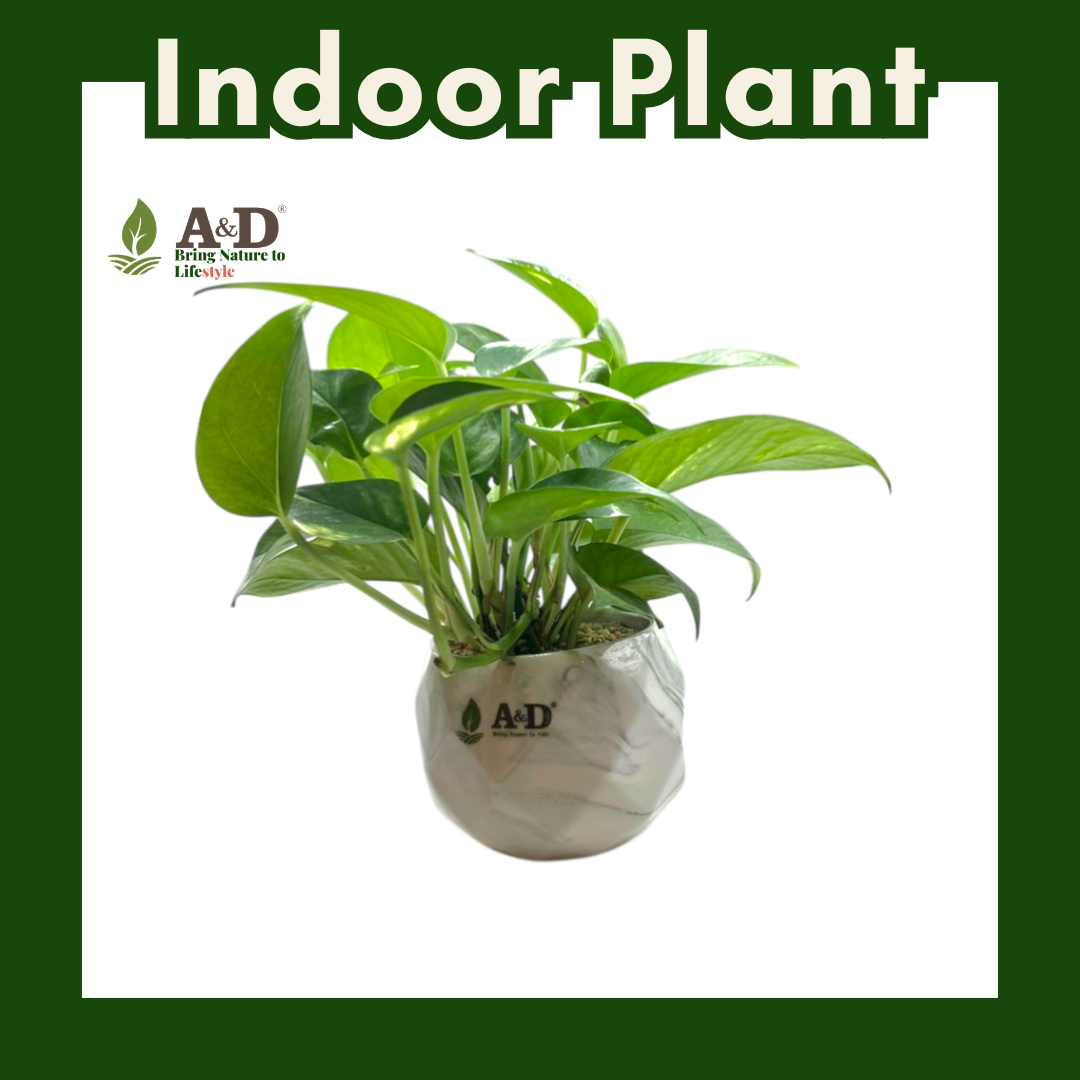 Money Plant Crystal Marble