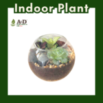 Terrarium Palm Size