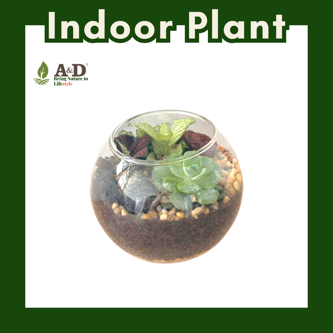 Terrarium Palm Size