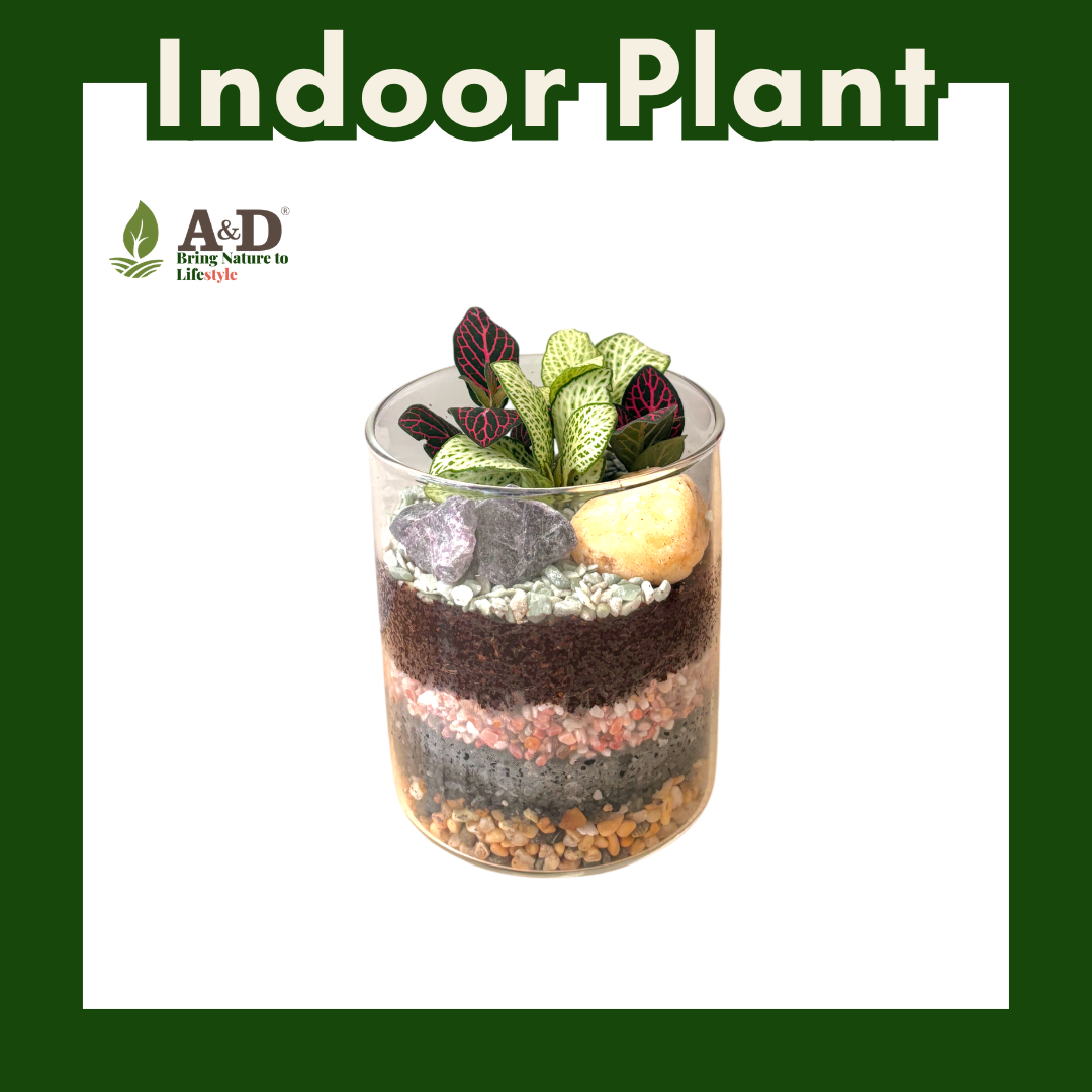 Terrarium Glass Cup