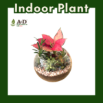 Terrarium Palm Size