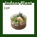 Terrarium Glass Bowl