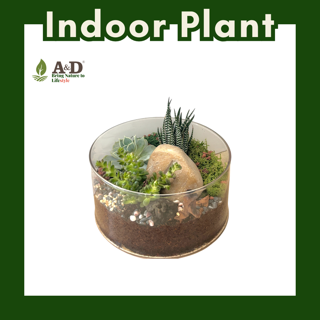 Terrarium Glass Bowl