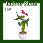 Anthurium Crystal Marble