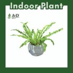 Fern Variegated Crsytal Marble