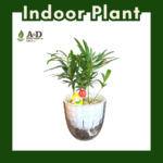 Luo Han Song Plastic Autopot
