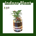 Mix Plant Glass 10cm