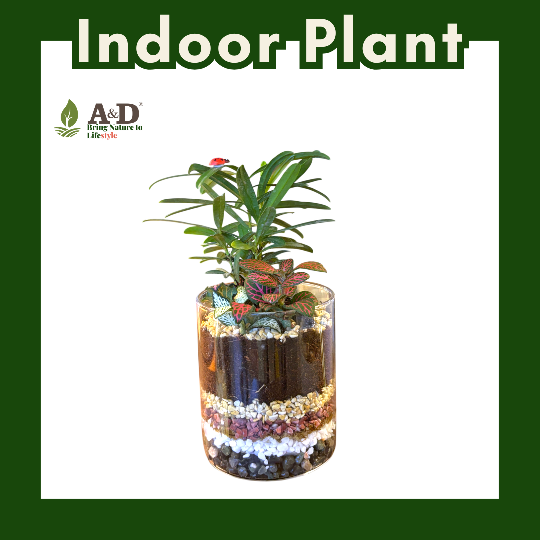 Mix Plant Glass 10cm