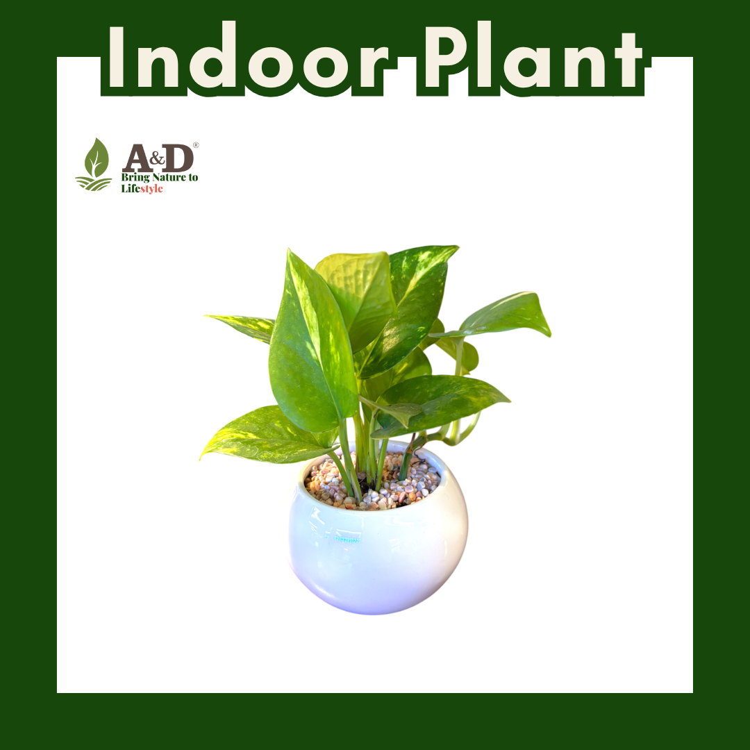 Money Plant (Njoy) White Round Regular