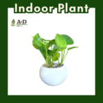 Money Plant White Round Regular
