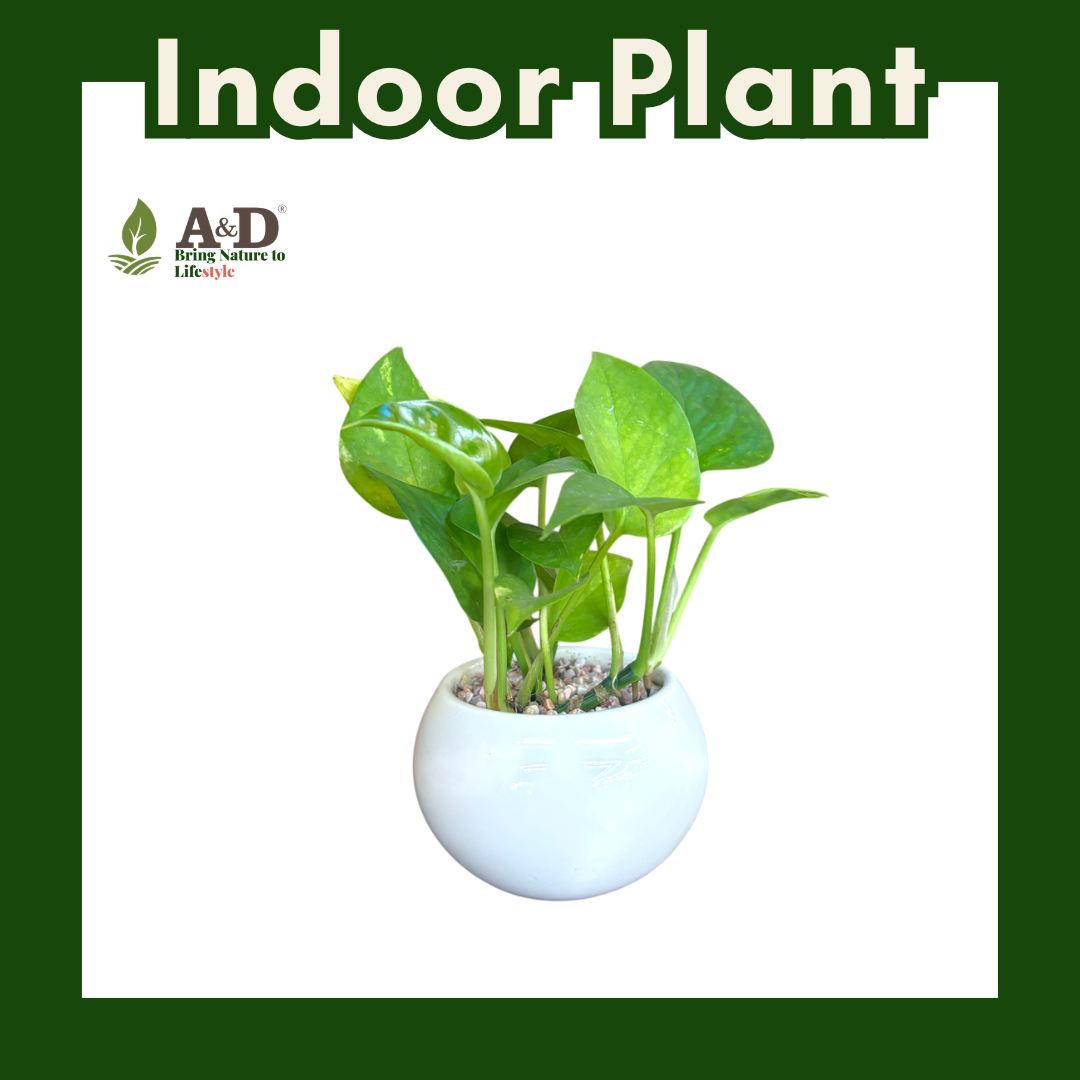 Money Plant White Round Regular