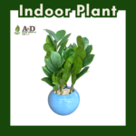 ZZ Plant Colour Round