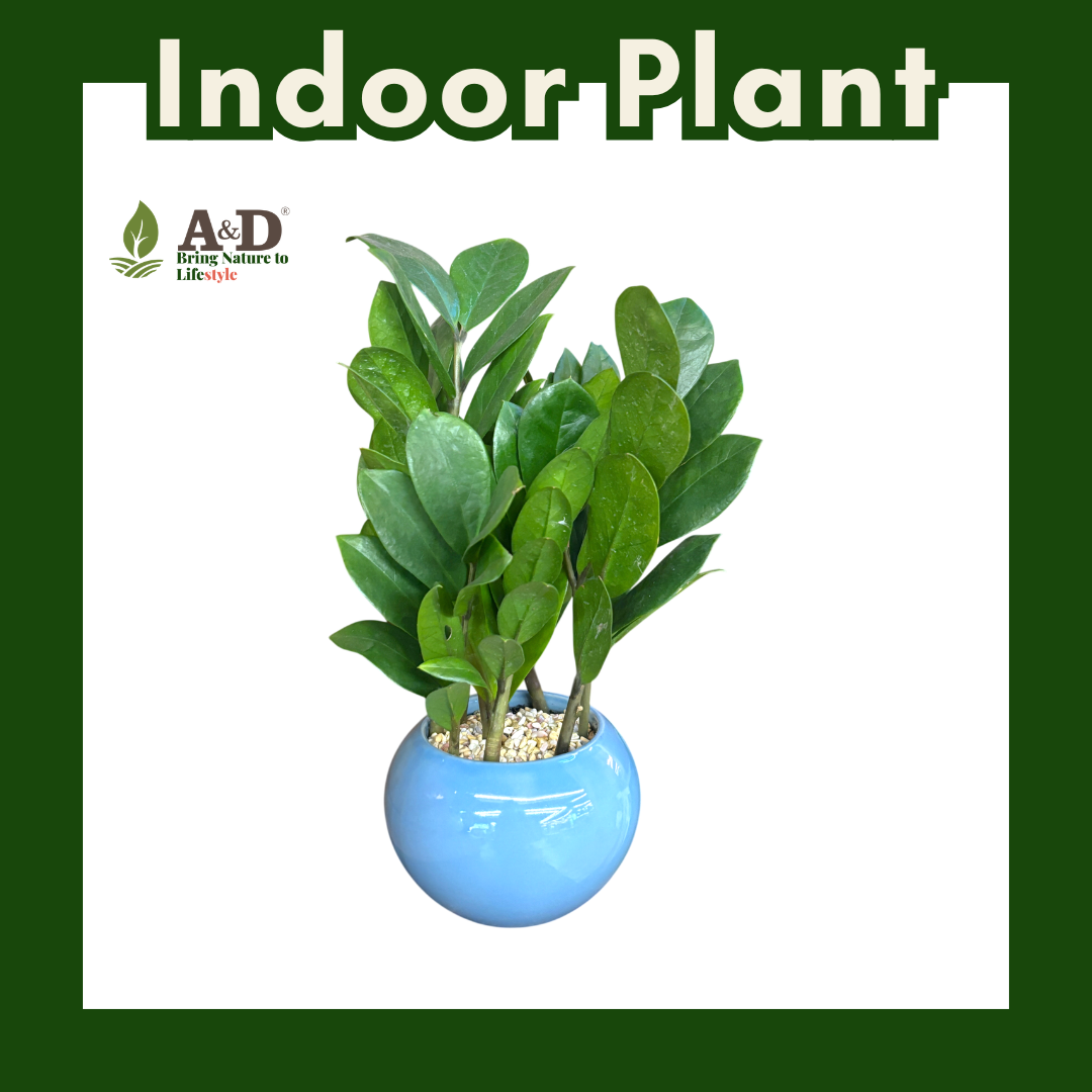 ZZ Plant Colour Round