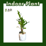 ZZ Plant Crystal Marble