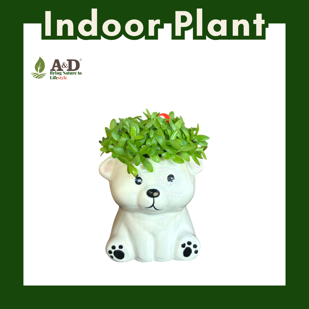 Dragon Fruit Seedlings Animal (DOG)