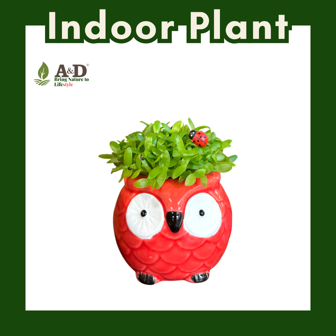 Dragon Fruit Seedlings Owl Colour Small