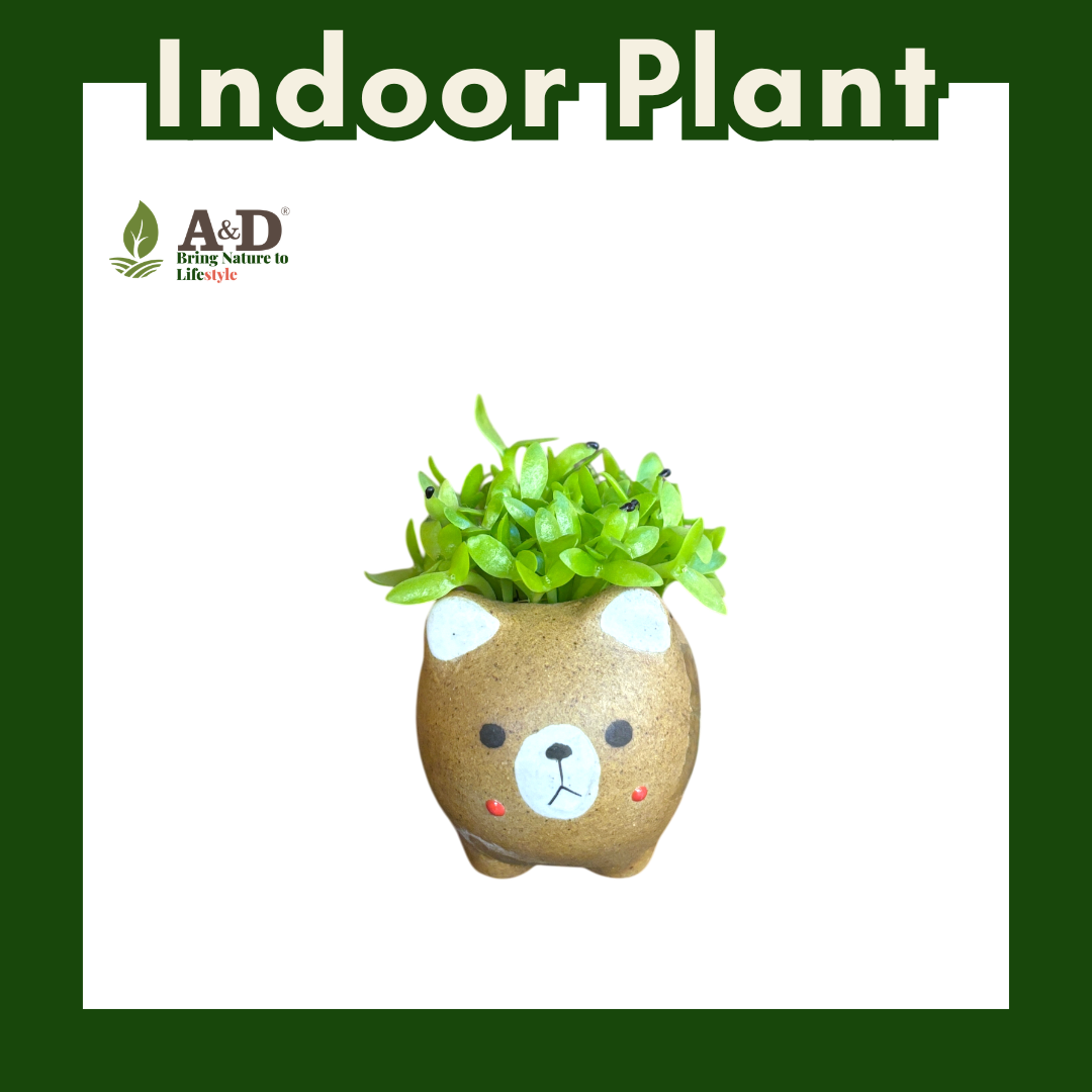 Dragon Fruit Seedlings Tiny Bear