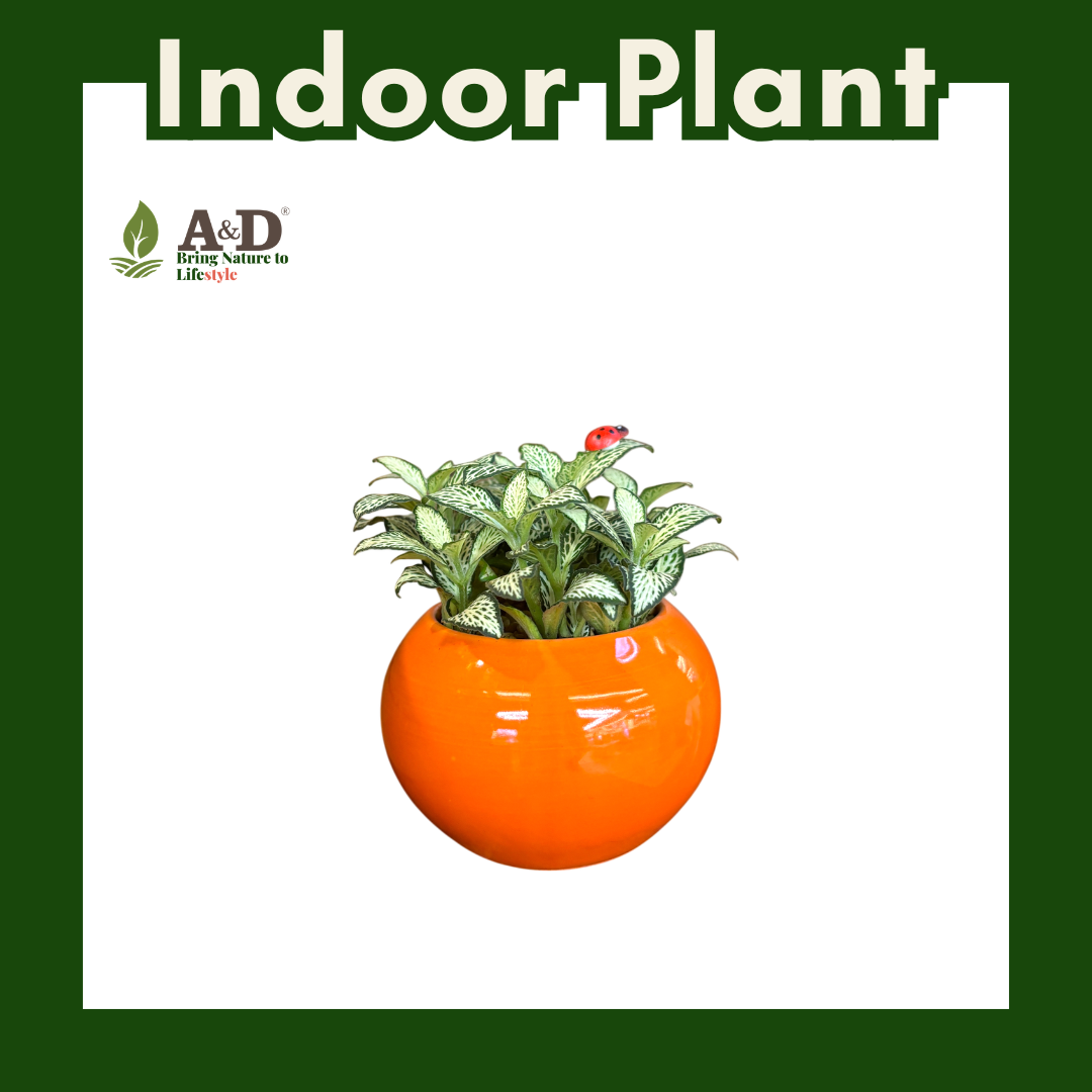 Fittonia Colour Round