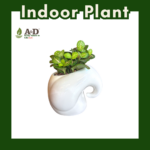 Fittonia White Elephant