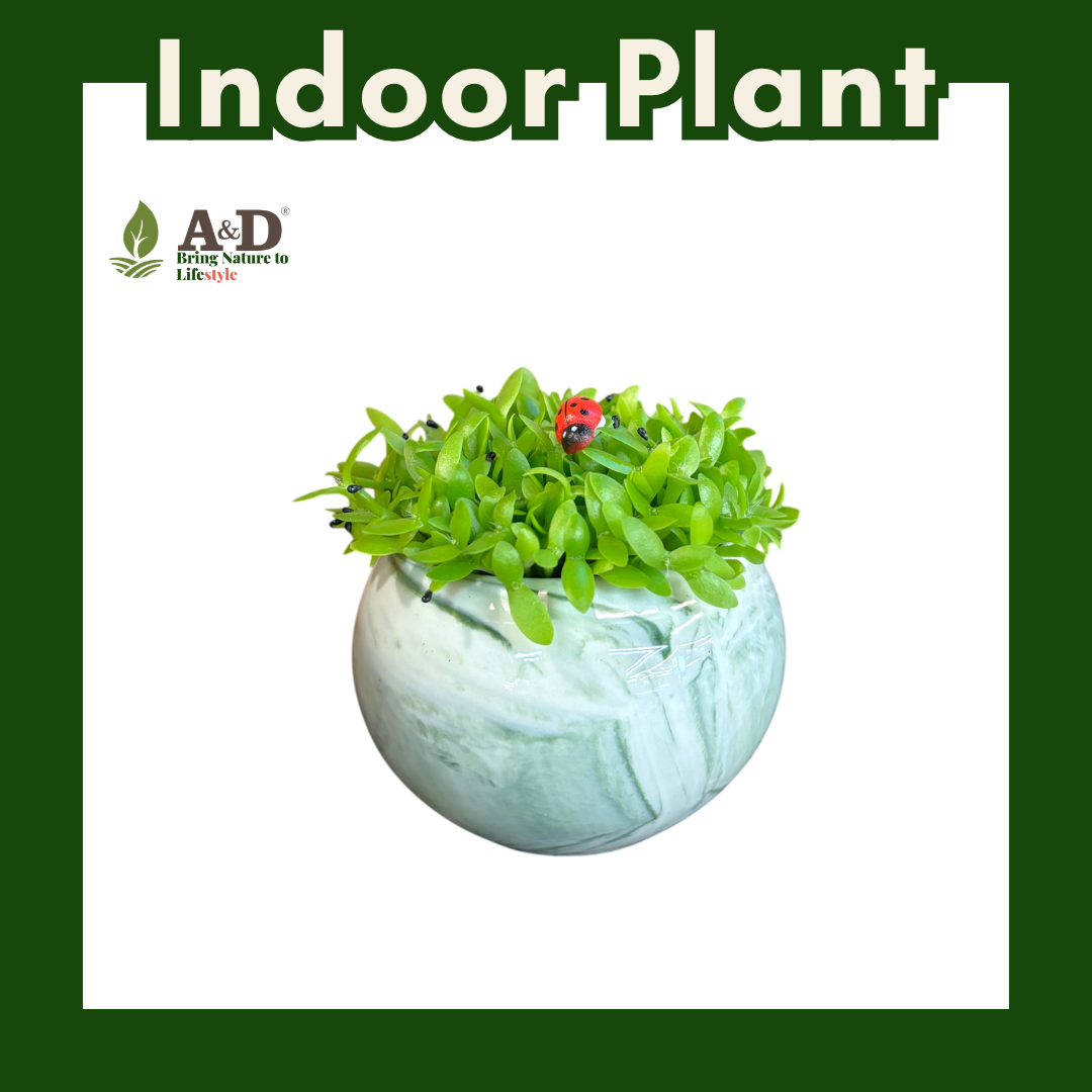 Dragon Fruit Seedlings Marble Round