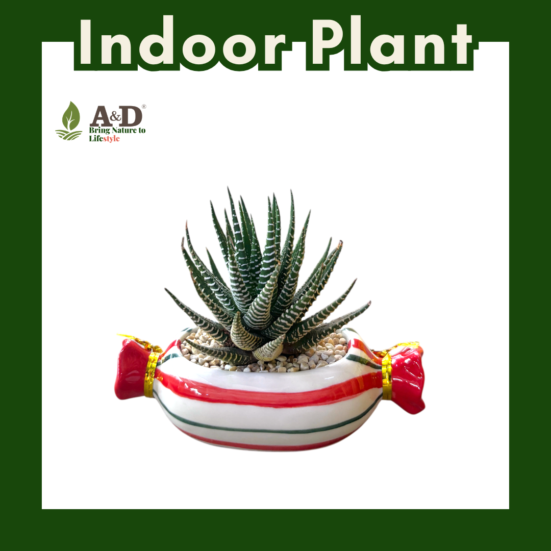 Harworthia Candy