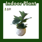 Peperomia Crystal Diamond