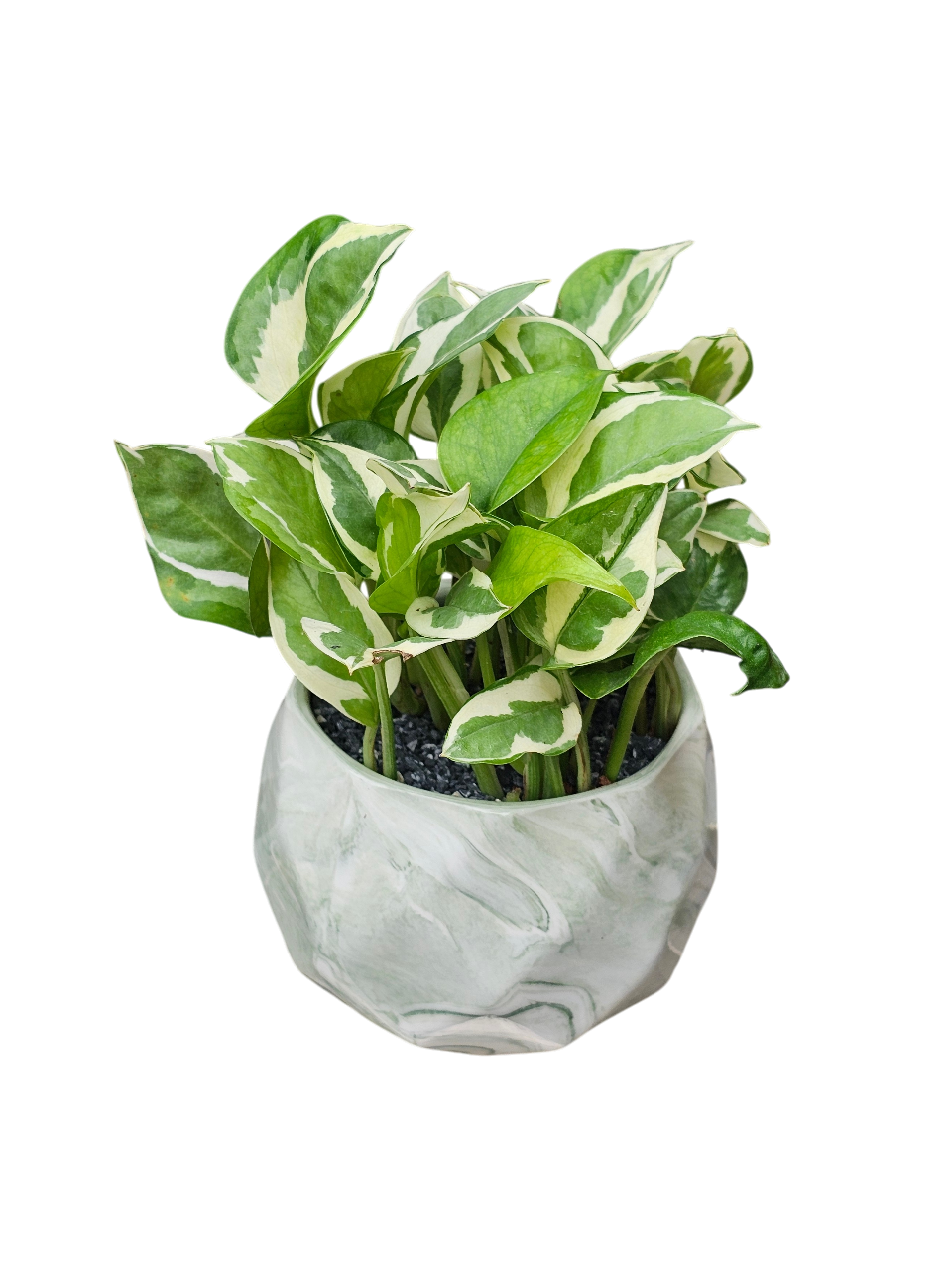 Njoy Money Plant Care Tips