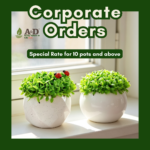 Corporate Order